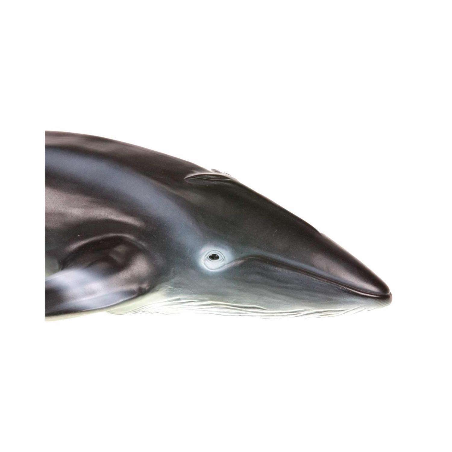 Ballena Azul THE NATURE ZONE La Zona Natural