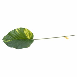 Hoja Decorativa FREE HOME Verde