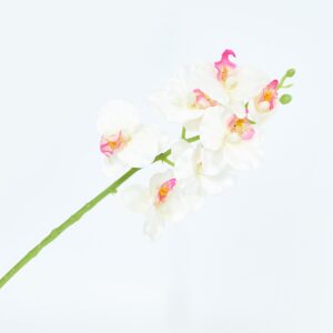 Orquídea Pequeña FREE HOME Blanco